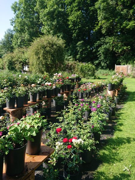 Gärtnerei Grönloof Reinhausen Stauden und Rosen 6