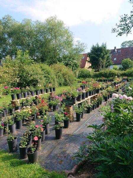 Gärtnerei Grönloof Reinhausen Stauden und Rosen 5