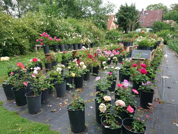 Gärtnerei Grönloof Reinhausen Stauden und Rosen 3