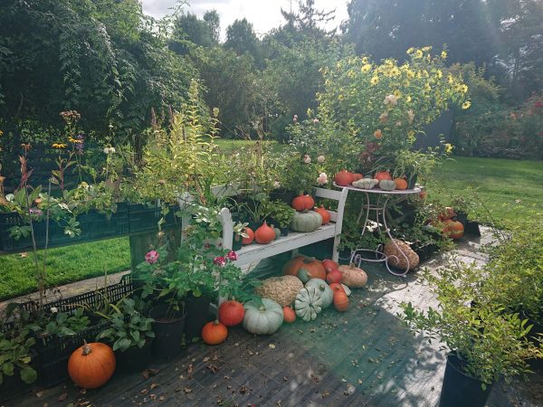 Gärtnerei Grönloof Reinhausen Stauden und Rosen 2