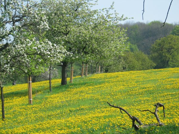 WPZ Göttingen - RUZ Reinhausen 3