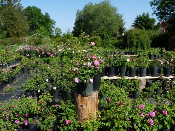 Gärtnerei Grönloof Reinhausen Stauden und Rosen 7