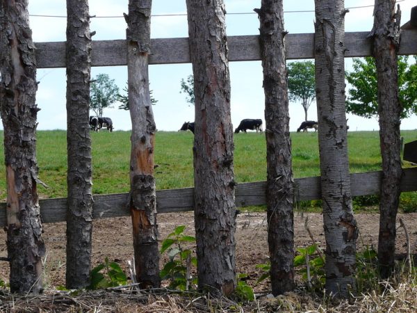 Diemarden Blicke im Dorf