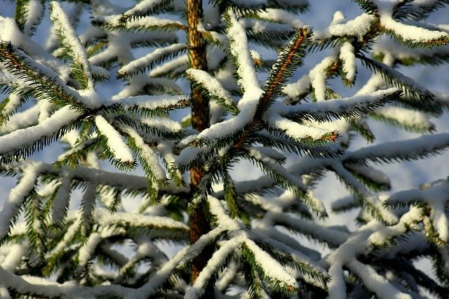 Weihnachstbaum