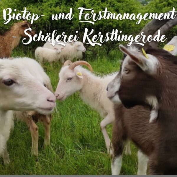 Der freundliche Schäfer und seine Schafe/Ziegen ;) - Kai Cormann